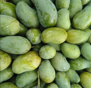 amrupali mango