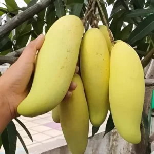banana-mango-1