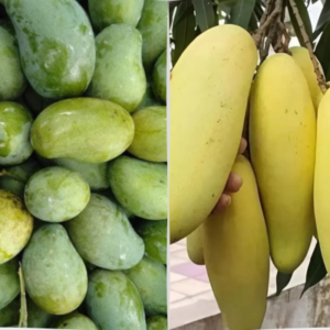 thai banana and amrupali